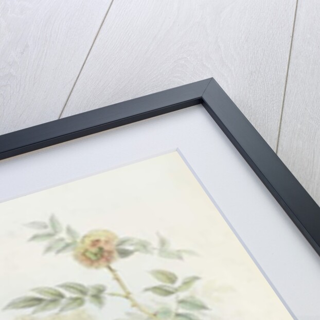 Blackbird, 1873 by John Gould