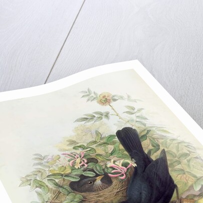 Blackbird, 1873 by John Gould