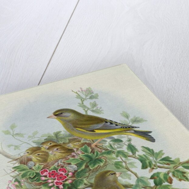 Greenfinch, 1873 by John Gould