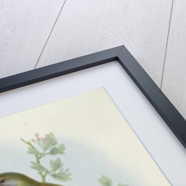 Greenfinch, 1873 by John Gould