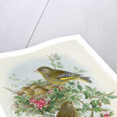 Greenfinch, 1873 by John Gould