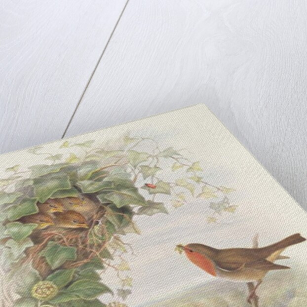 Robin, 1873 by John Gould