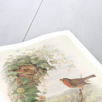 Robin, 1873 by John Gould