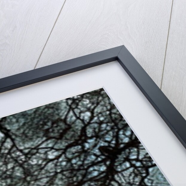 Unnatural 101 by Giovanni Cafagna