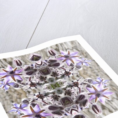 Unnatural 159 by Giovanni Cafagna