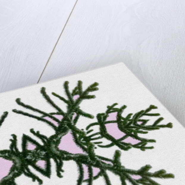 Unnatural 168 by Giovanni Cafagna