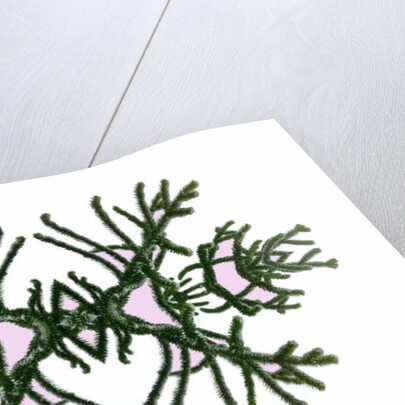 Unnatural 168 by Giovanni Cafagna