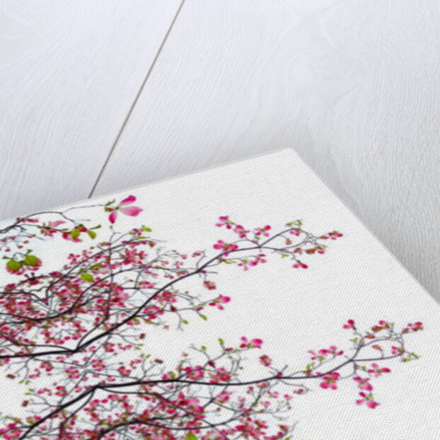 Unnatural 200 by Giovanni Cafagna