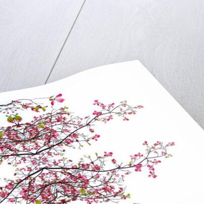 Unnatural 200 by Giovanni Cafagna