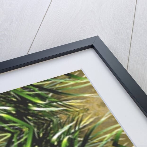 Unnatural 16 by Giovanni Cafagna