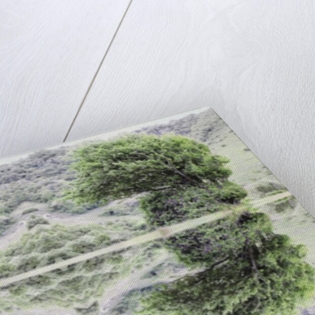 Unnatural 40 by Giovanni Cafagna