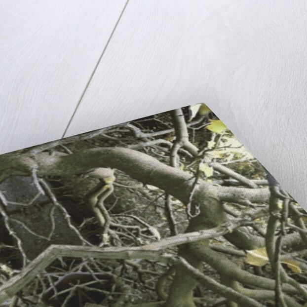 Unnatural 41 by Giovanni Cafagna