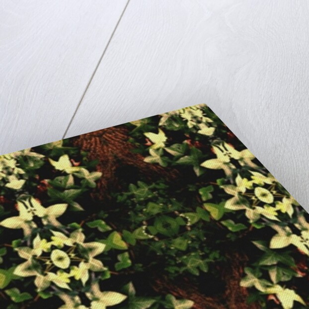 Unnatural 43 by Giovanni Cafagna