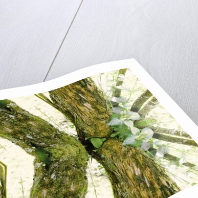 Unnatural 45 by Giovanni Cafagna