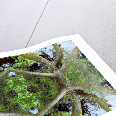 Unnatural 65.2 by Giovanni Cafagna