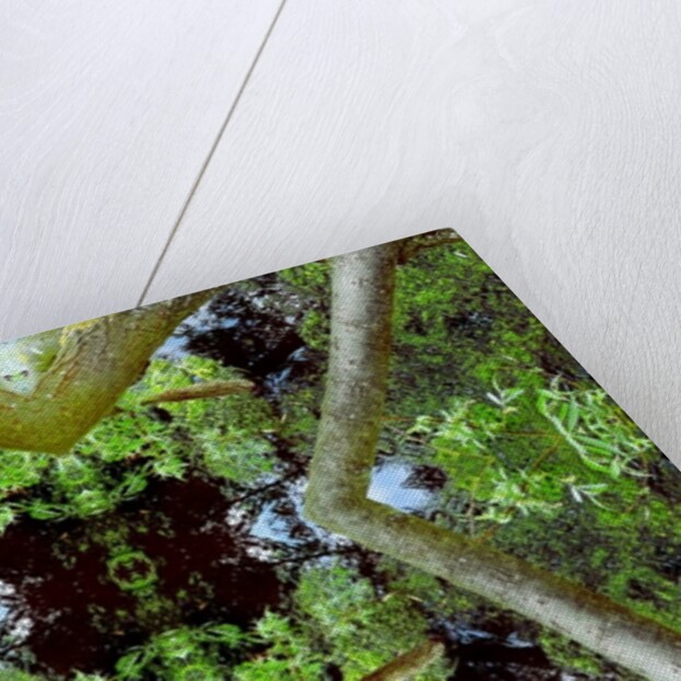 Unnatural 65.3 by Giovanni Cafagna