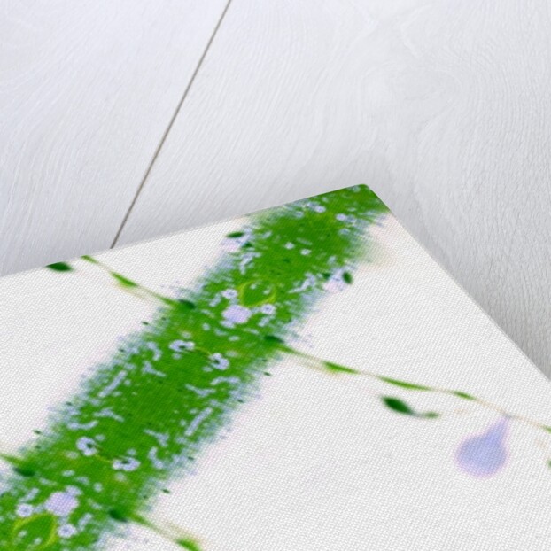 Unnatural 67 by Giovanni Cafagna