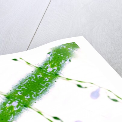 Unnatural 67 by Giovanni Cafagna