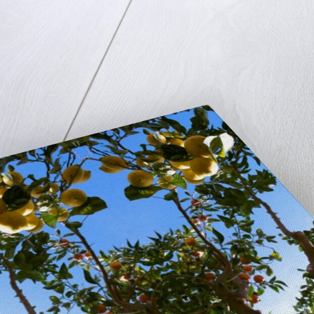 Unnatural 78 by Giovanni Cafagna