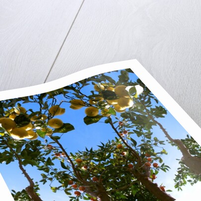 Unnatural 78 by Giovanni Cafagna