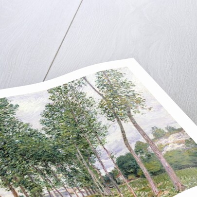 The Avenue of Poplars along the Banks of the Loing, 1892 by Alfred Sisley