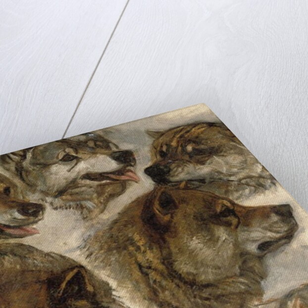 Studies of huskies' heads by George Bouverie Goddard