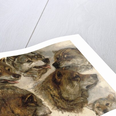 Studies of huskies' heads by George Bouverie Goddard