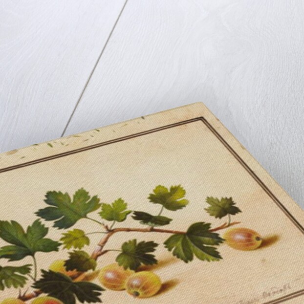 Gooseberries, 1818 by Fedor Petrovich Tolstoy