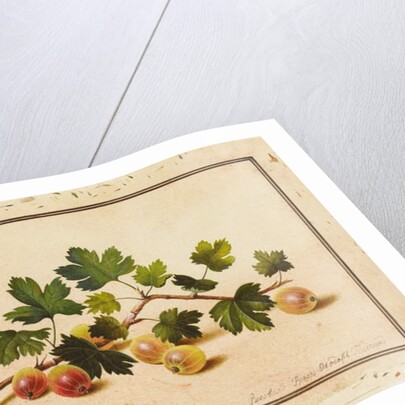 Gooseberries, 1818 by Fedor Petrovich Tolstoy