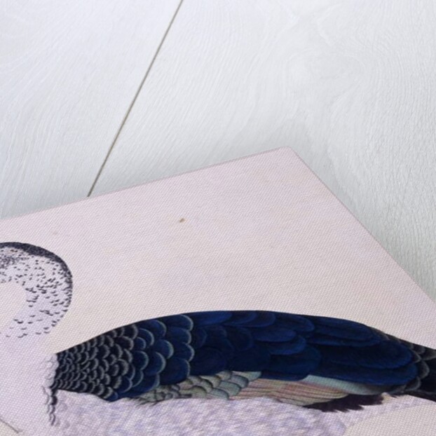 A Comb Duck, c.1800 by Indian School