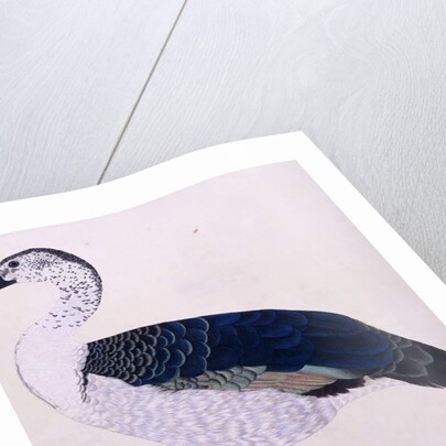 A Comb Duck, c.1800 by Indian School