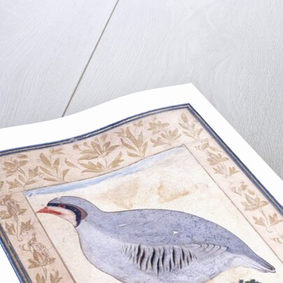 A Red-legged Partridge, c. mid 17th century by Persian School