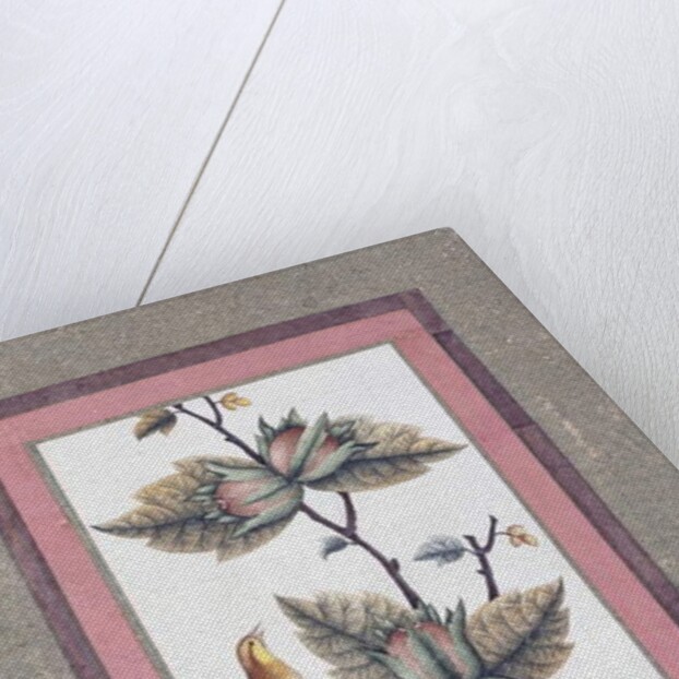 Bird and Flower Study, c.1780 by Persian School