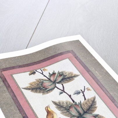 Bird and Flower Study, c.1780 by Persian School