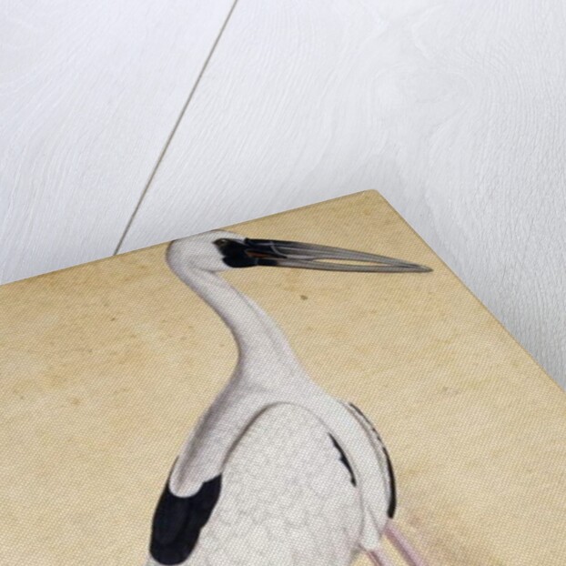 An Open-Beaked Stork, c. 1780 by Indian School