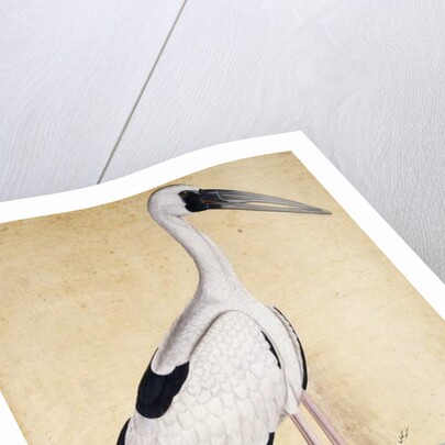 An Open-Beaked Stork, c. 1780 by Indian School