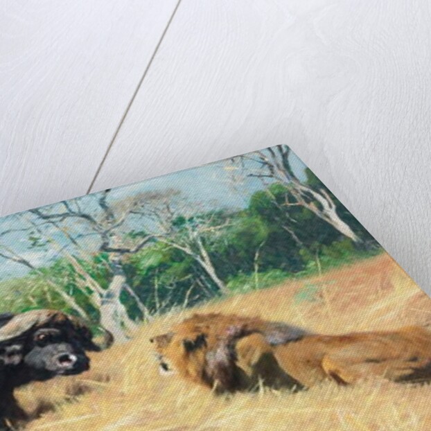 Buffalo and Lion Before the Fight by Wilhelm Kuhnert