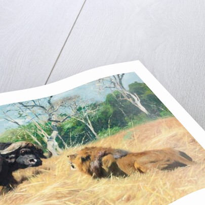 Buffalo and Lion Before the Fight by Wilhelm Kuhnert