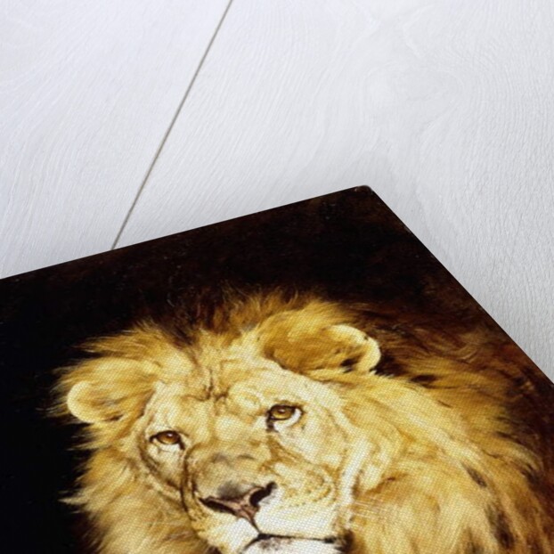 The Head of a Lion, by Geza Vastagh