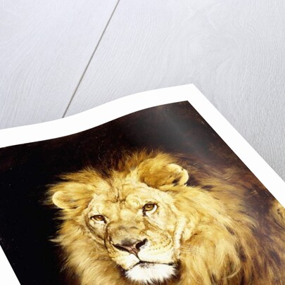 The Head of a Lion, by Geza Vastagh