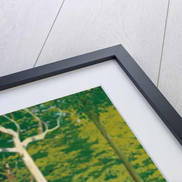 Hydrangeas on a Garden Path, 1929 by Santiago Rusinol i Prats