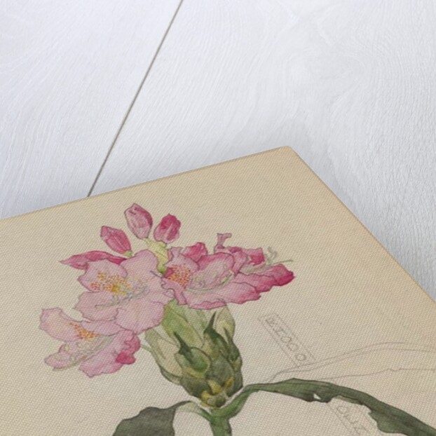Study of a Rhododendron, 1915 by Charles Rennie & MacDonald Mackintosh Margaret (1864-1933) Mackintosh