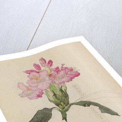 Study of a Rhododendron, 1915 by Charles Rennie & MacDonald Mackintosh Margaret (1864-1933) Mackintosh