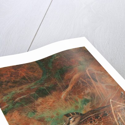 A Woodcock and Chick in Undergrowth, 1905 by Archibald Thorburn