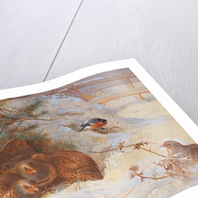 Frosty Morning, Pheasant in Winter, 1899 by Archibald Thorburn