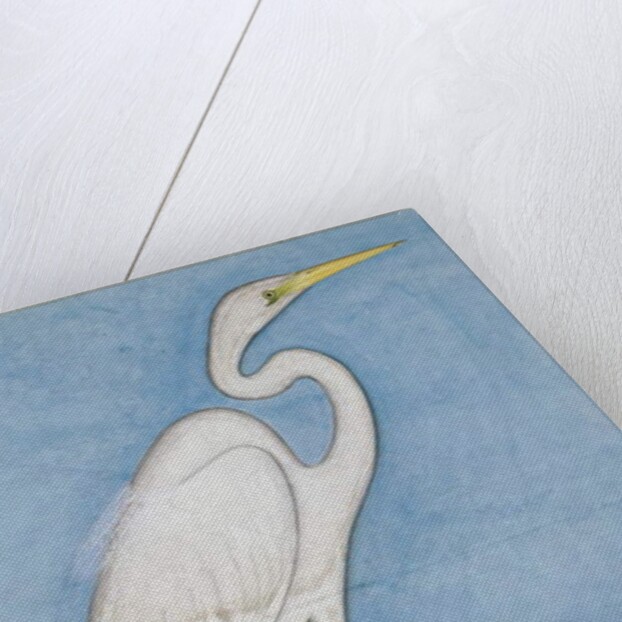 A Great Egret, Lucknow, c.1790 by Indian School