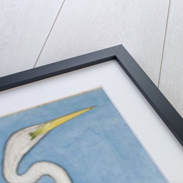 A Great Egret, Lucknow, c.1790 by Indian School