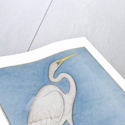 A Great Egret, Lucknow, c.1790 by Indian School