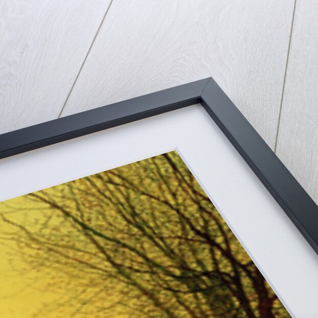 In the Golden Glow of Autumn, 1884 by John Atkinson Grimshaw