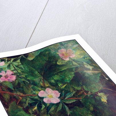 Wild Rose and Grape Vine, Study From Nature, 1871 by John La Farge or Lafarge